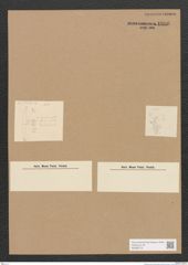 Diatomeae indet. Zeichnungen Sammlung Grunow Nr. 1806 (NHMW-BOT-W0368719)